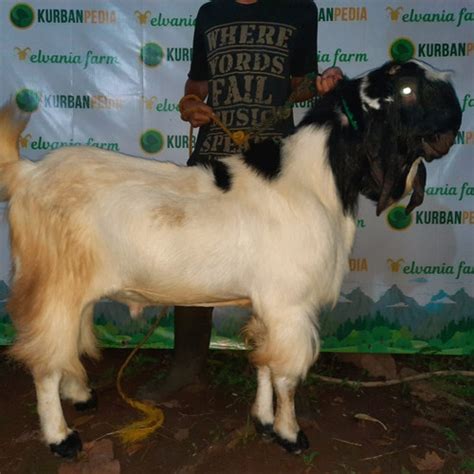 Jual Kambing Domba Kurban Tipe Super Kurbanpedia Jakarta Barat