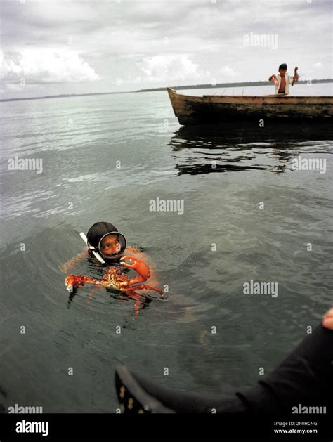 Panama Bocas Del Toro A Man Freedives And Comes To The Surface With A