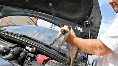 Un Chat Dans Le Moteur Sauv Par Les Pompiers