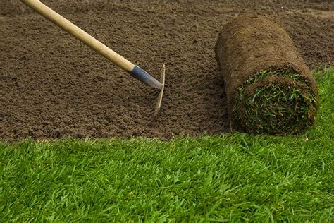 How To Prepare Soil Before Laying Sod Essential Steps Pepper S