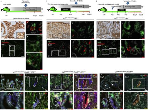 Cell Fate Mapping Of The Lgr Positive Cells Though Tumor Development