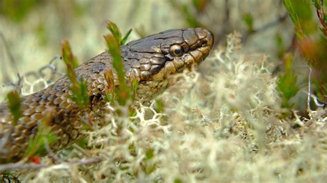 Lifeline for UK’s rarest reptile, the smooth snake | The National Lottery Heritage Fund