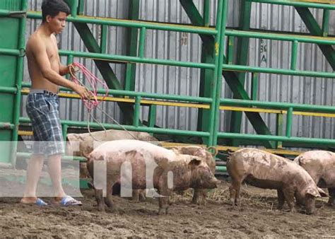 Mujeres nandaimeñas reciben bono de cerdo del INTA TN8 tv