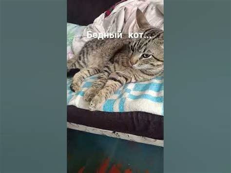 бедный кот... - YouTube