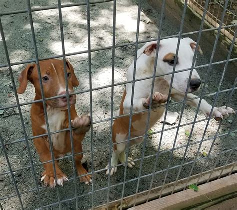 El Grinday X Reece 08 18 Tom Garner Kennels