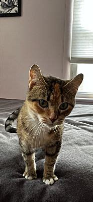 Rochester NY Domestic Shorthair Meet Robyn A Pet For Adoption