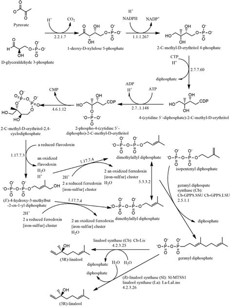 Biosynthetic pathway for linalool through the MEP pathway. | Download ...