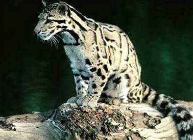 ЛЕОПАРДЫ