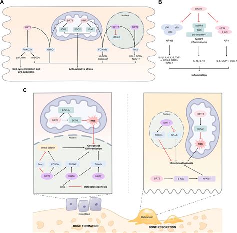 Frontiers Oxidative Stress And Inflammation Regulation Of Sirtuins