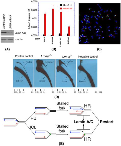 Lamin A C Depletion Does Not Affect Dsb Repair By Homologous