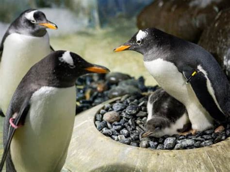 Chick Adopted By Same Sex Penguin Couple To Be Raised As Gender Neutral