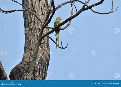 Parrot On A Naked Tree Stock Image Image Of Homeless 110256257