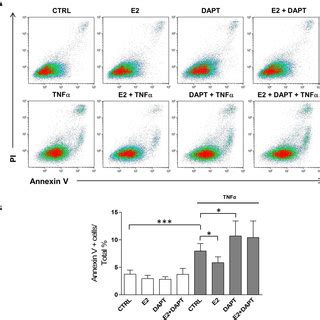 TNF Induced Apoptosis In Notch1 Overexpressing HUVECs A HUVECs Were