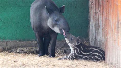 Parque De Las Leyendas Cr A De Tapir Fue Bautizada Como Pepa Lima