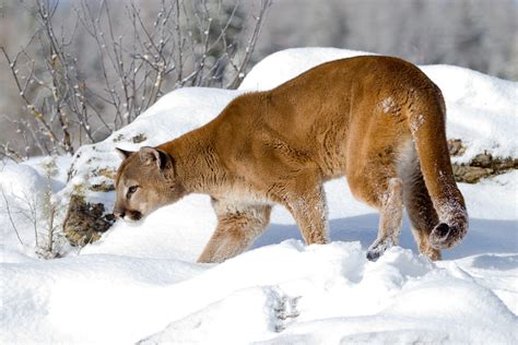 Mountain Lion