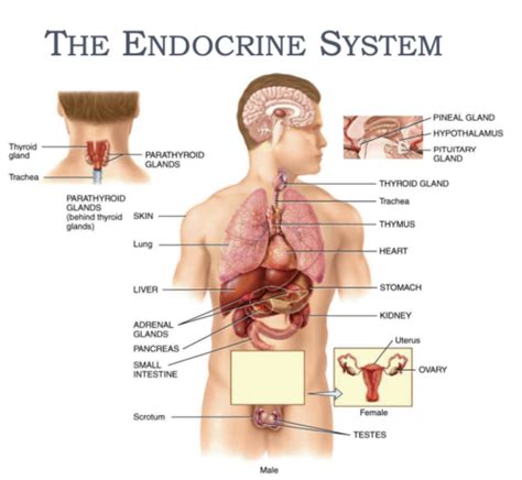 Chapter 18 Endocrine System Flashcards Quizlet