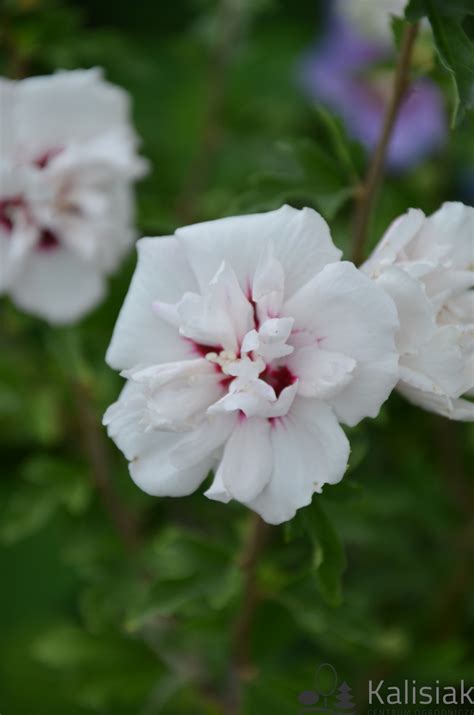 Hibiscus Syriacus Speciosus Ketmia Syryjska