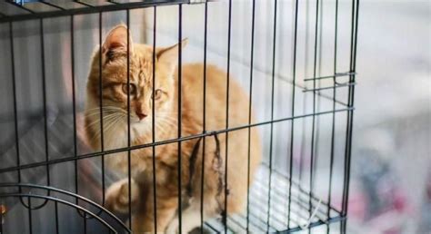 可以把猫咪关在笼子里养吗？笼子猫咪猫猫新浪新闻