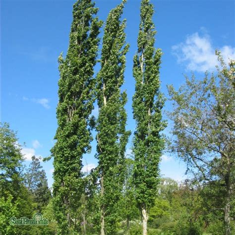 Populus Tremula Erecta Pelarasp Prydnadstr D