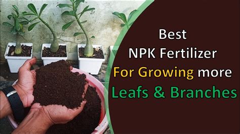 Organic Npk Fertilizer For Growing More Leafs And Branches Youtube