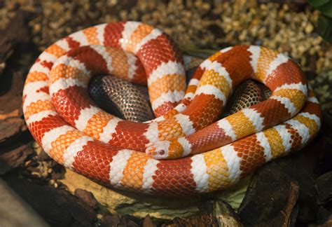 Facts About Milk Snakes Live Science