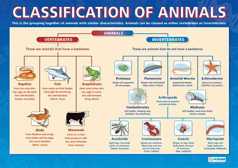 .: Classification of animals