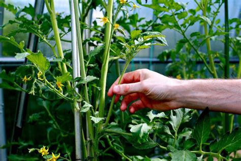 How To Prune Tomatoes For A Better Harvest Gardening Sun