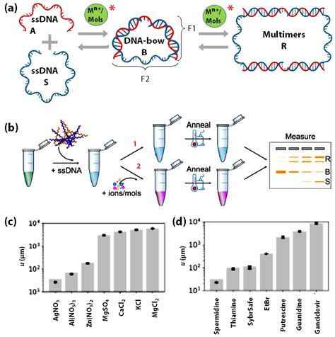 Sensors Free Full Text Mechanical Flexibility Of Dna A