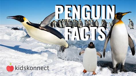 Penguin Facts For Kids