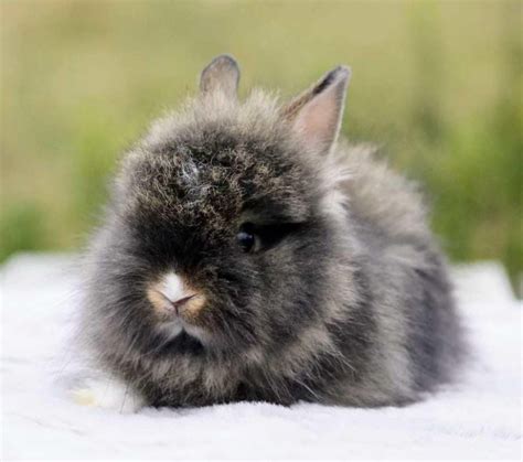 Lapin Nain Teddy Angora 32400 Uncompagnonfr
