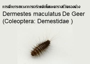 การศึกษาระยะเวลาการเจริญเติบโตและตารางชีวิตของด้วง Dermestes maculatus ...