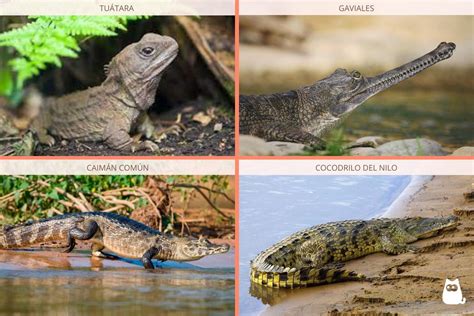 Reptiles Carnívoros Ejemplos Y Características