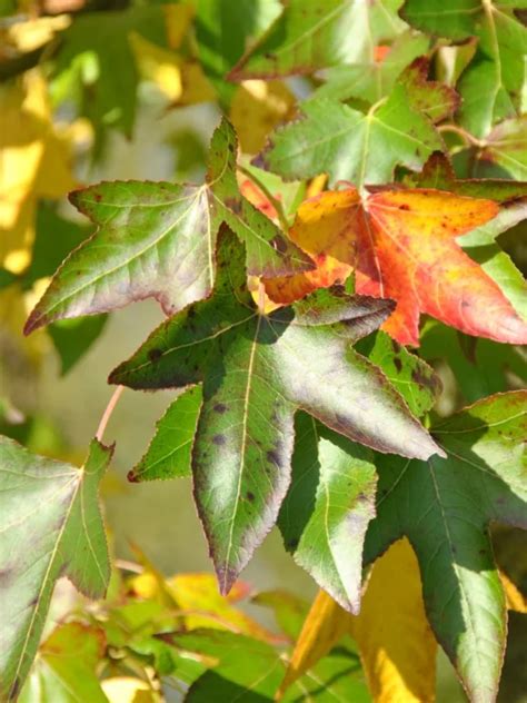 Liquidambar Styraciflua Moraine Liquidambar Styraciflua Moraine