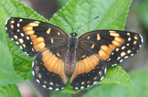 Mariposa Parche Naranja Flora Y Fauna De Loreto Zacatecas