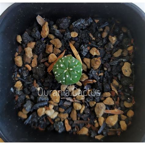 Jual Kaktus Astrophytum Asterias Super Kabuto Baby Indonesia Shopee