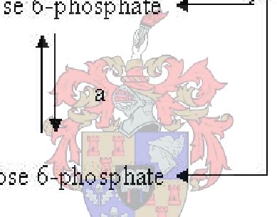 1 Pathway of sucrose metabolism. The letters denote the following ...