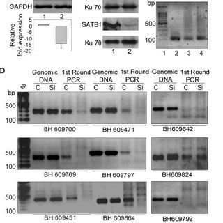 Regions Flanking Hiv Integration Sites Partition Preferentially In