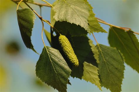 Feuilles Bouleau Brin Direction Photo Gratuite Sur Pixabay Pixabay