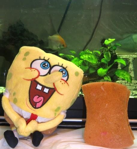 Una Cosa Divertida Bob Esponya I La Seva Dona Boba Espo Flickr