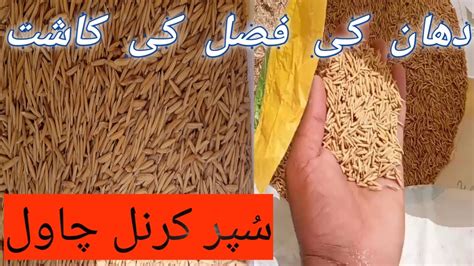 Chawal Ki Fasal Ki Kashat Dhan Ki Paneeri Rice Farming How To