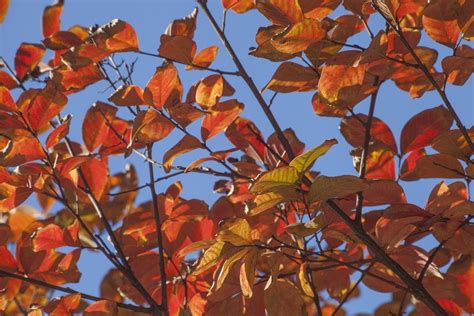 Crepe Myrtle With Yellow Leaves Causes Of Yellow Leaves On A Crepe