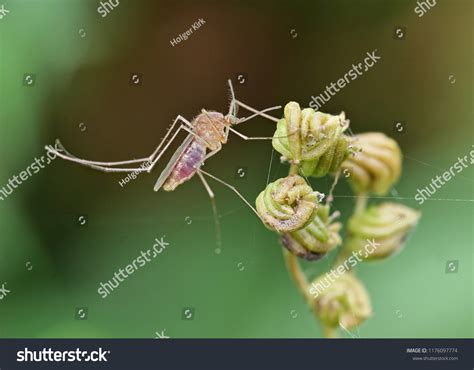 Mosquito After Blood Meal Blood His Stock Photo 1176097774 | Shutterstock