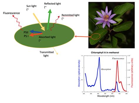 Chlorophyll Fluorescence Aquation