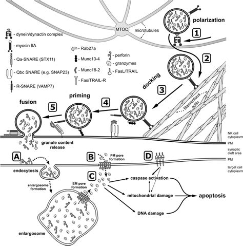 A Model Of Lytic Granule Exocytosis From Human Nk Cell In Response To