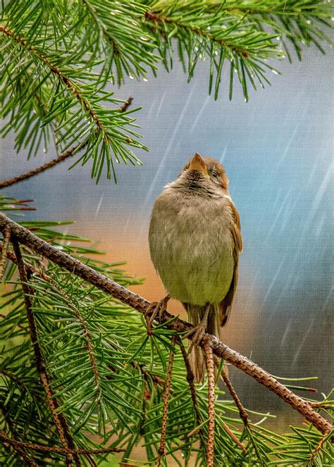 Singing In The Rain Photograph by Cathy Kovarik | Fine Art America