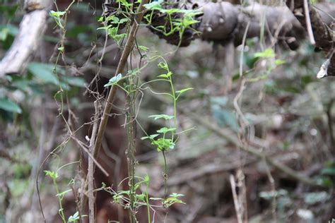 Free Images Tree Nature Forest Grass Branch Plant Leaf Flower Wildlife Jungle Botany