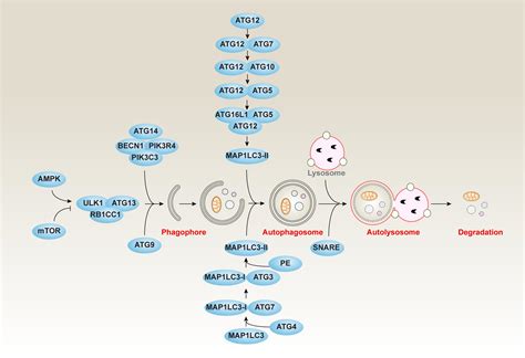 Frontiers Interplay Between Lipid Metabolism And Autophagy