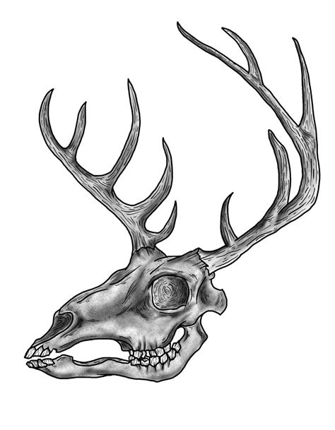 deer skull by gunturrofika on DeviantArt