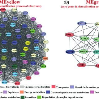 Co Expression Patterns Of The Hub Genes In Gut Microbiota Affiliated