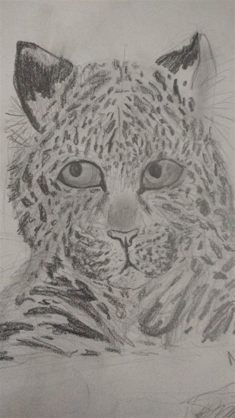 Amur Leopard Sketch At Explore Collection Of Amur